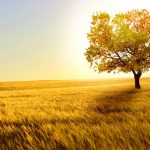 nature_1410