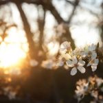 nature_1420