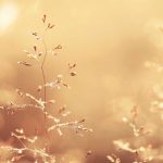 nature_1422