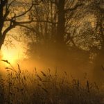 nature_1425