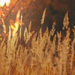 nature_1427
