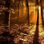 nature_1437