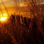 nature_1445