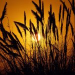 nature_1487