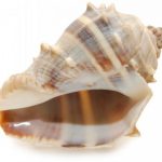 ocean-1302-3-8%d1%853-3