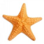 ocean-1305-4-1%d1%854-1
