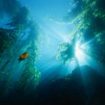 Kelp Forest