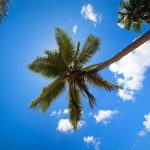 Tropical palm trees with coconuts over sky background