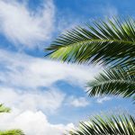 Blue sky palm tree leaves and clouds — view of summer sky at seaside resort