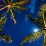 Tropical Night Sky, Palm Trees and Moon