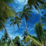 tropic-1319-1-5%d1%852-3