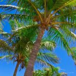 tropic-1320-3-4%d1%855-1