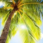 tropic-1328-3-7%d1%855-6