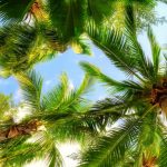 tropic-1334-8-7%d1%855-8