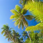tropic_1345
